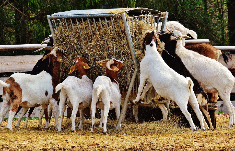 Goat Production Enterprise in Zimbabwe