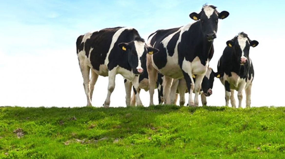 Opportunities in the Dairy Sector