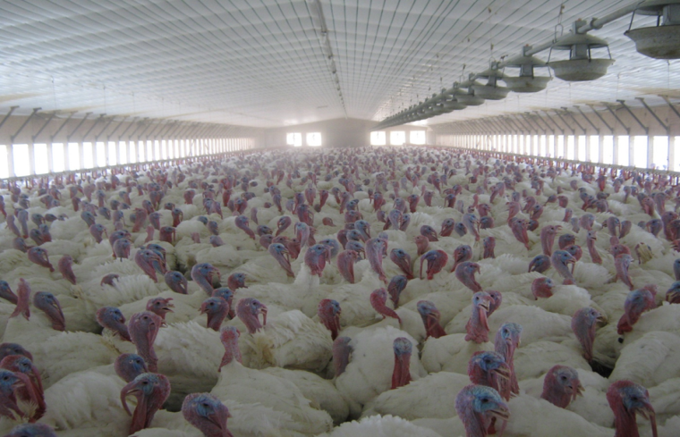 A Guide on the Turkey Production Business