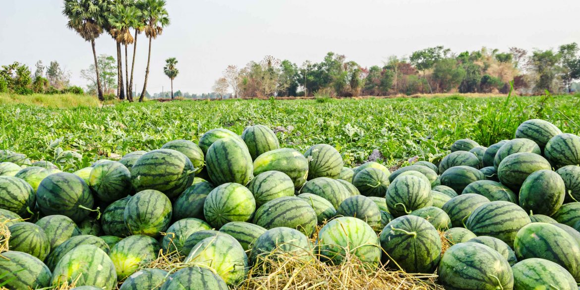 A Guide on Watermelon Production