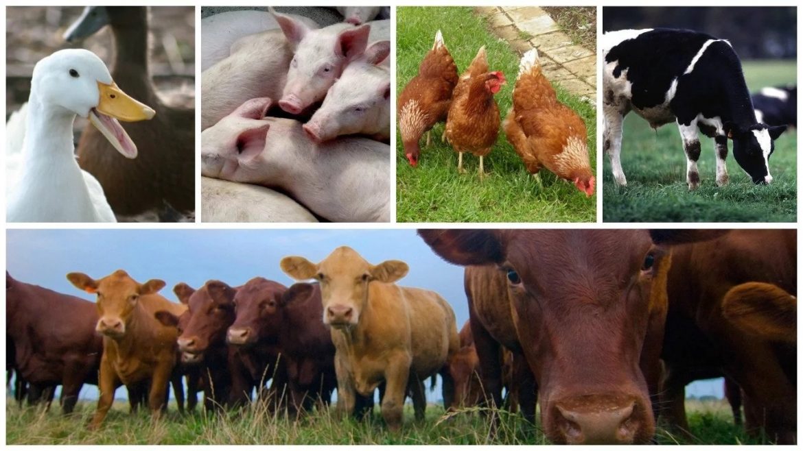 A Synopsis into Livestock Production on the National Development Strategy 1